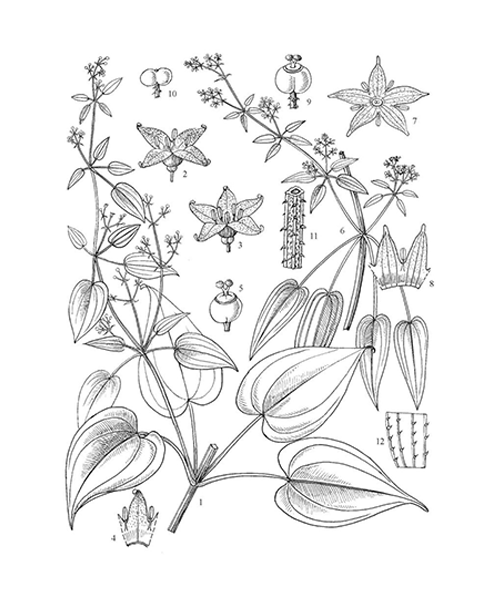Natural compounds from  Rubia cordifolia